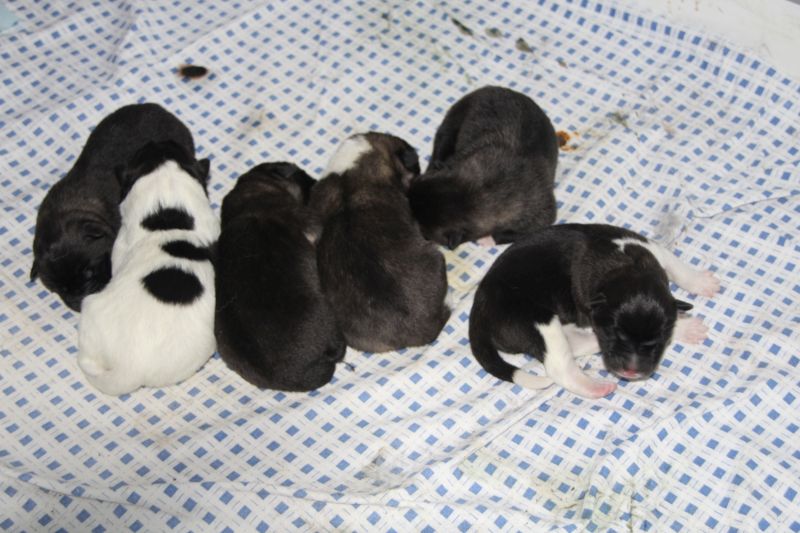 Our puppies from K-Litter
