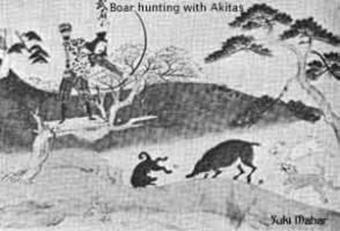 Geschichte des American Akita